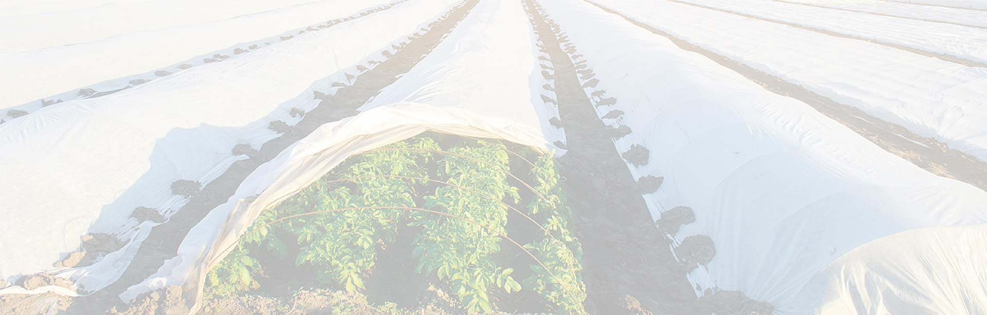 banner Low Tunnel Greenhouse Film
