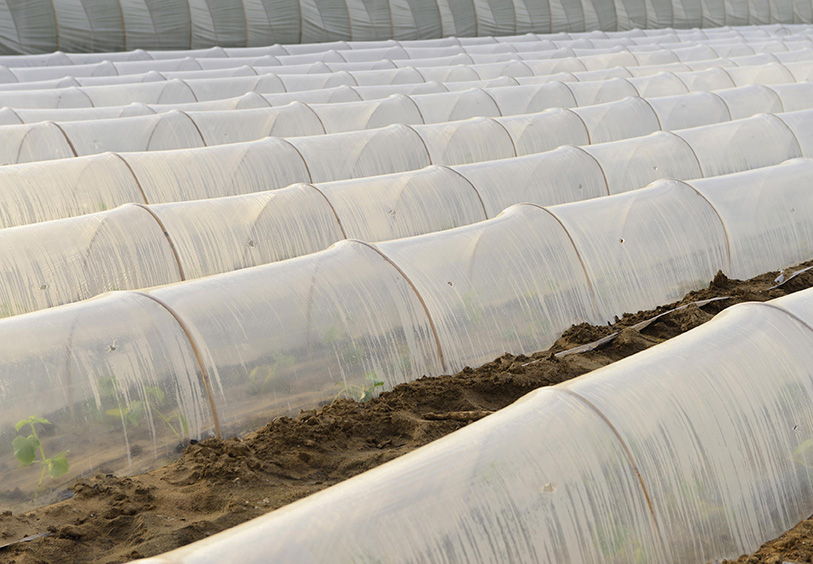 Low Tunnel Greenhouse Film